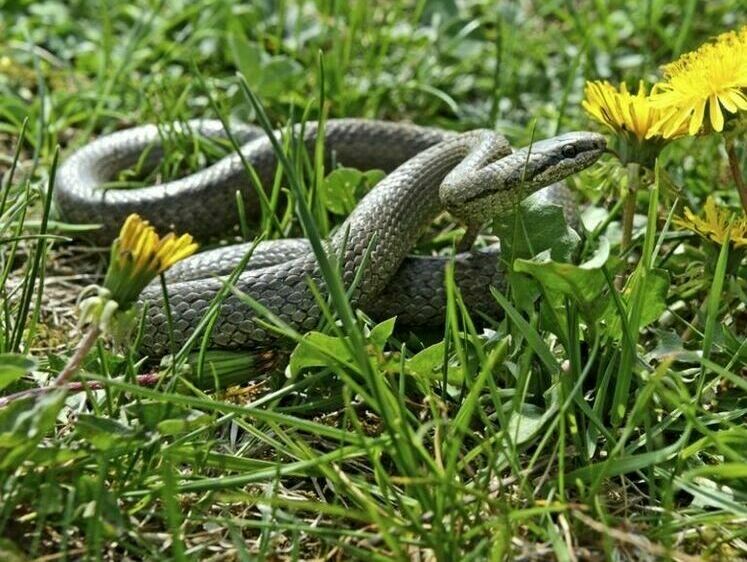 В высокой траве их может быть много — какие места выбирают змеи
