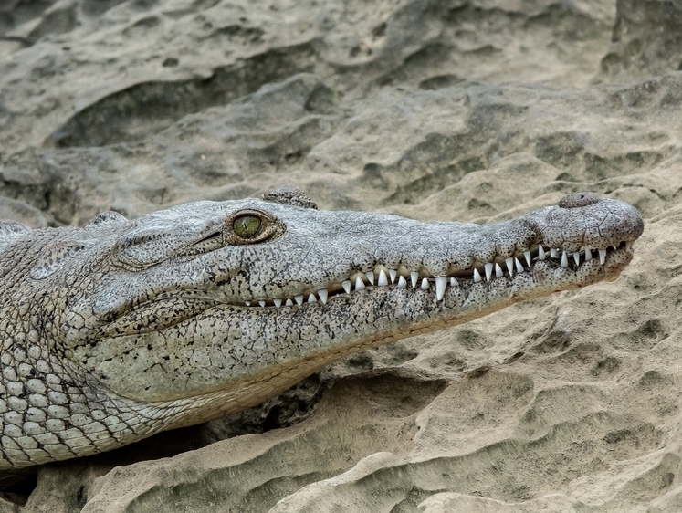 Месть подают холодной: в Австралии сельчане съели наглого крокодила
