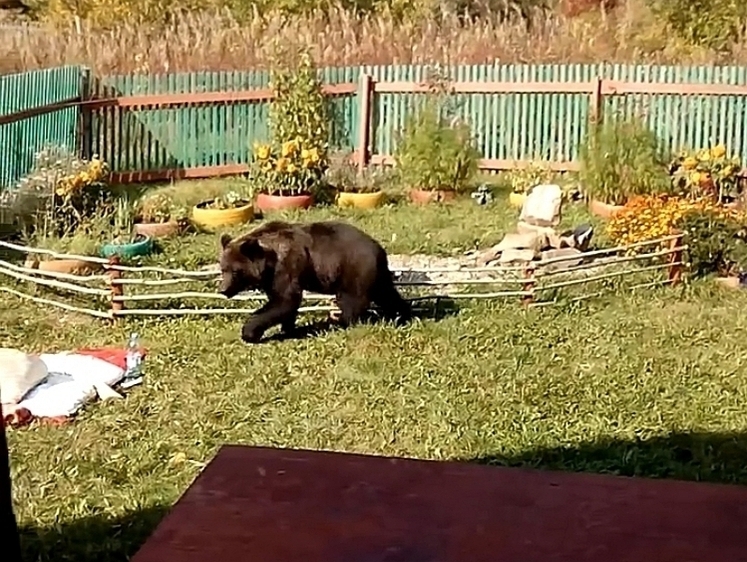 В пригороде Новокузнецка медведь пытался проникнуть в дачный дом