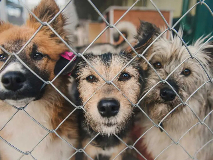 Изображение  Три желания: бездомных собак Бурятии выпустить, усыпить или кормить 