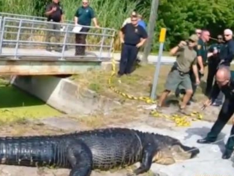Изображение Во Флориде бездомную американку разорвал крокодил 