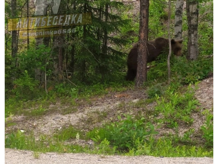 В Карелии тревожно  — к дачам вышел крупный медведь