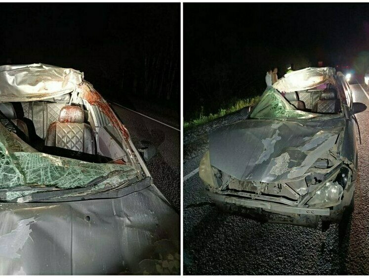 Ночью на трассе «Томск – Мариинск» автолюбитель сбил коня