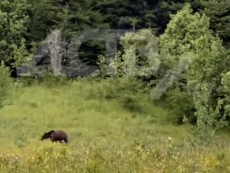 На Сахалине медведей застали поедающими травы на полянке