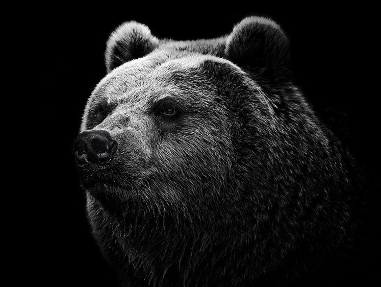 Изображение В лесах Румынии медведь со спины набросился на людей