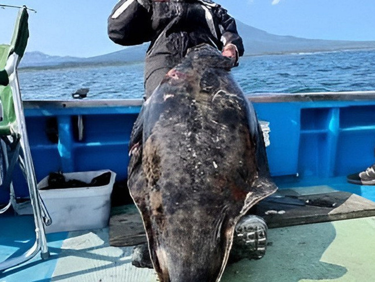 Приморские рыбаки поймали огромного палтуса весом более 60 кг (фото)