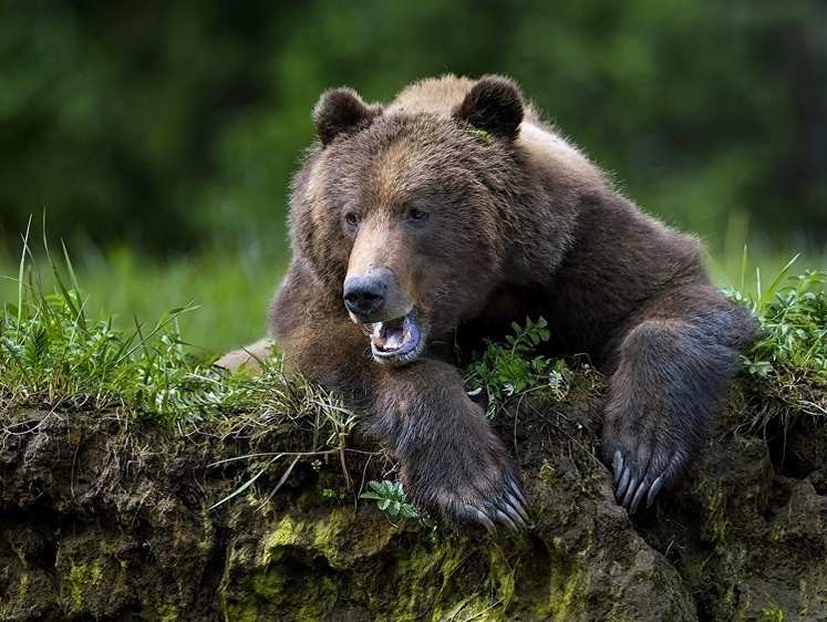 Изображение В Кемеровской области кладбищенский медведь сожрал конфеты у могил