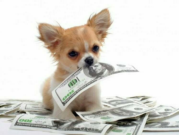 Изображение На Камчатке чиновница и отловщик собак расхищали бюджетные деньги