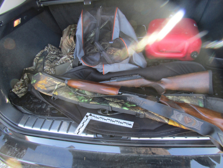 Изображение Смоленский браконьер задержан после незаконного отстрела лося