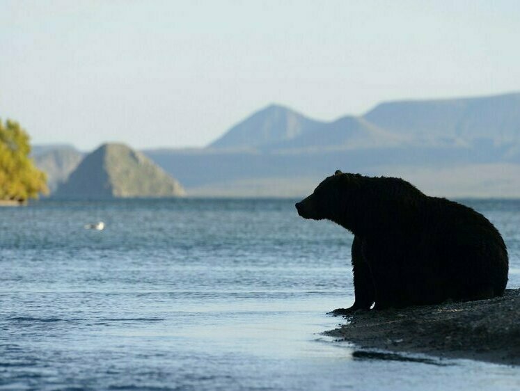 На Сахалине медведь вышел на берег моря и поджидал рыбаков