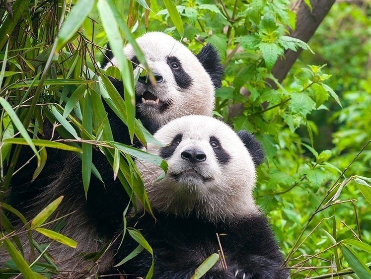 Китай отправил в подарок США двух больших панд — символ дружбы