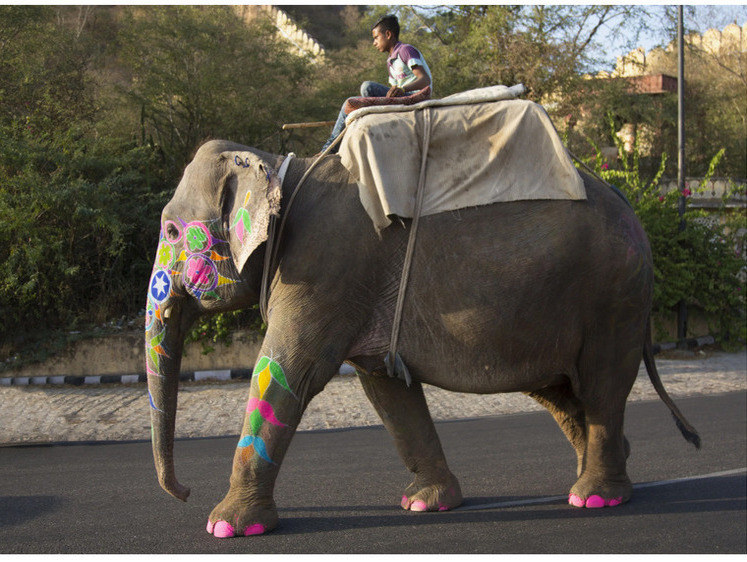 Индийский слон отказался выполнять команду и затоптал дрессировщика