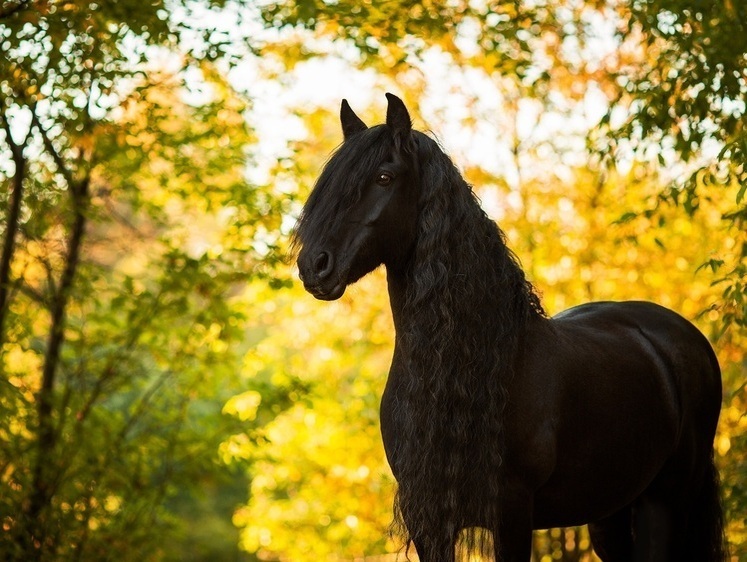 В Приморье жестокие владельцы оставили двух лошадей на солнцепеке