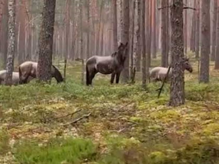 Гродненские табуны: в лесах Беларуси поселились дикие лошади (фото)