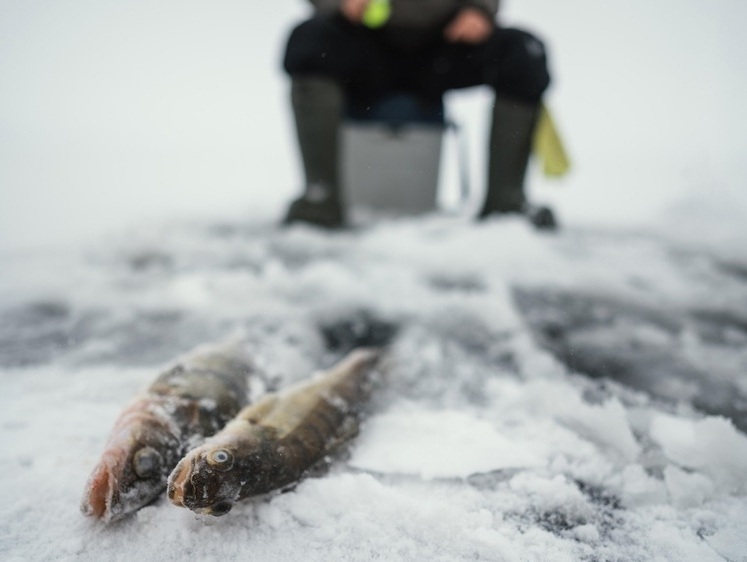Изображение Более 2000 хвостов наваги вентерем: на Сахалине взята банда рыбаков