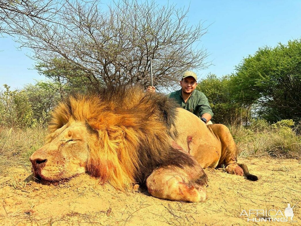 Охота на льва в ЮАР