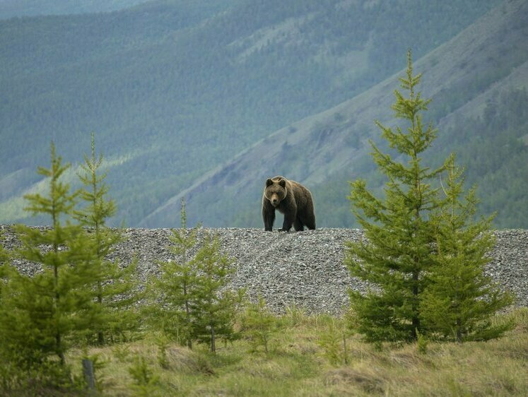 Изображение Известный охотовед и специалист по медведям приедет в Улан-Удэ