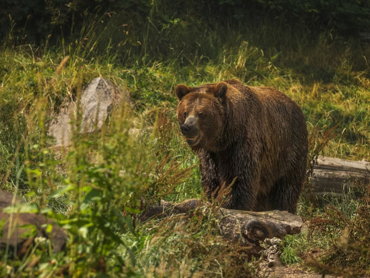 В Елизовском районе медведь унес пакет с отходами