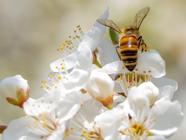 Изображение Мёда нет. Массовая гибель пчел в Центральной России