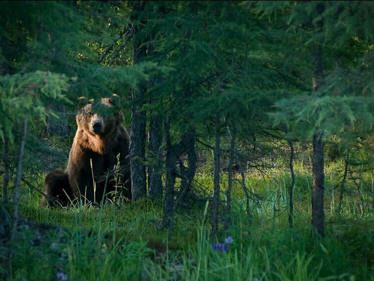 Изображение Охотников Карелии приглашают выходить на медведя