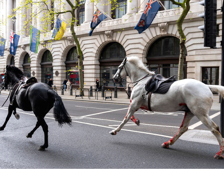 В Лондоне из конного полка сбежали три лошади