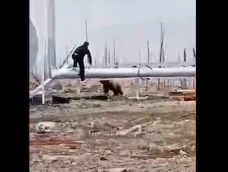 В Норильске в поселке вахтовиков пришлось отстрелять медведя
