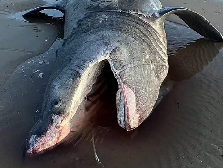 Акулу с веревкой в пасти выбросило на один из пляжей Шотландии