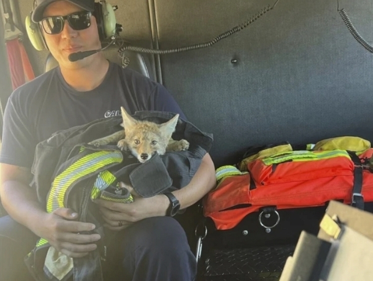 В Калифорнии пожарные подобрали койота, но спасти его не удалось
