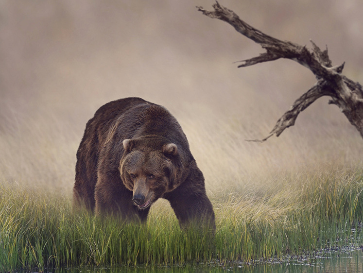 В Мурманской области медведь разгуливает прямо по улицам городка