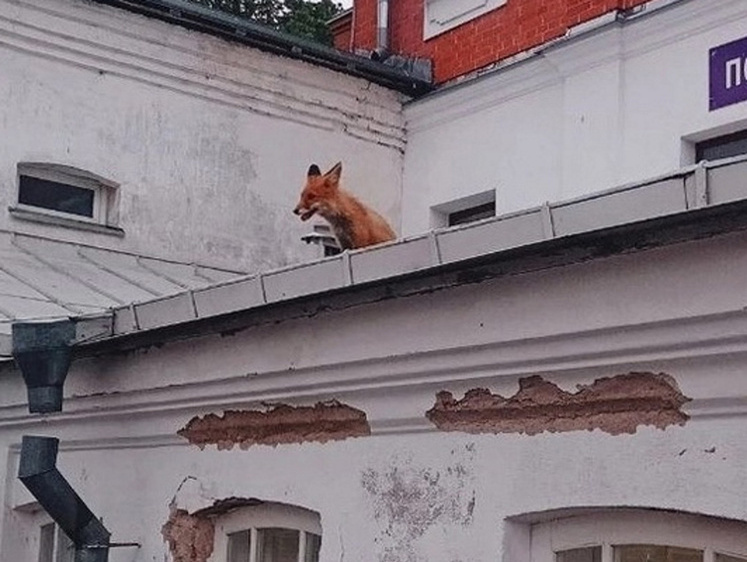 Рыжая прихожанка: на крыше Валаамского монастыря заметили лису (фото)