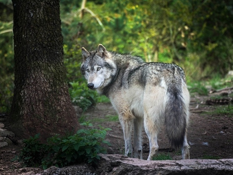 Почему в Беларуси волки стали чаще гибнуть под колесами автомобилей