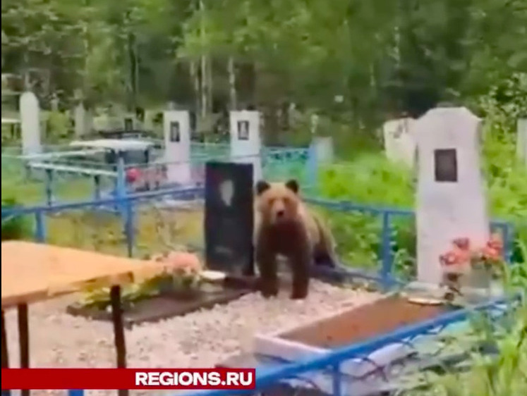 Расстрогал своим видом медвежонок, встреченный на кладбище