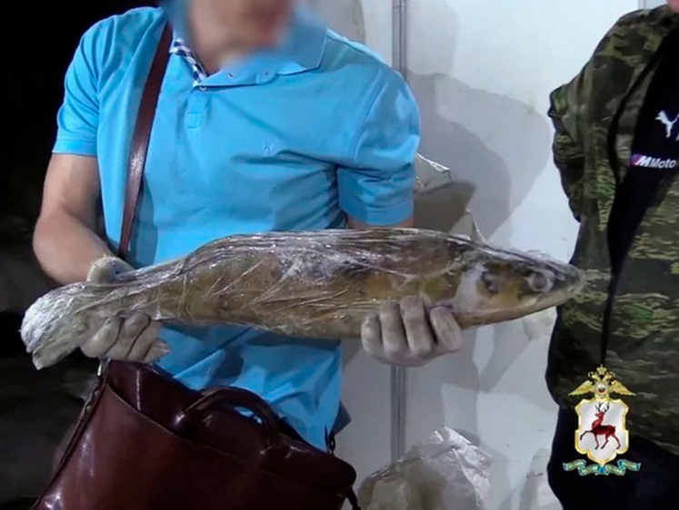 Под Нижним Новгородом обнаружен незаконный склад с 700 кг рыбы