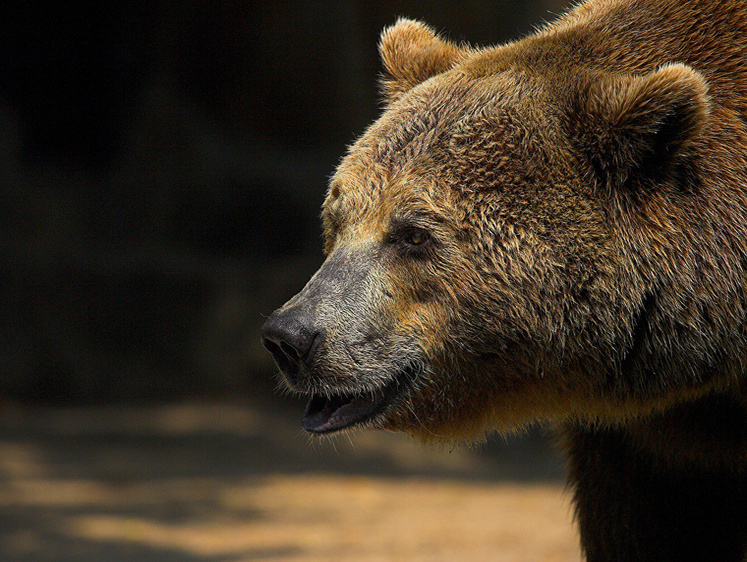Eст ягоды: на границе Тверской и Московской областей бродит медведь