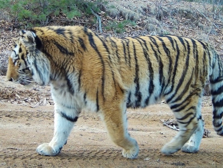 В Приморье истощенный тигр вышел на автотрассу