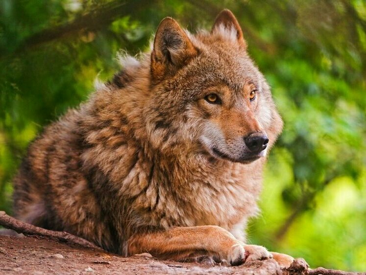 Рыжий черт: в лесах Башкирии женщина столкнулась с необычным волком