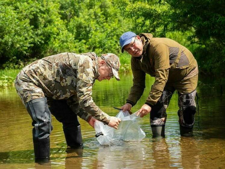Реки Кузбасса заполняют лососевыми: хариусом и тайменем