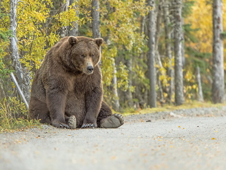 Гони приблуду: в Красноярском крае жители выдворили медведя из села