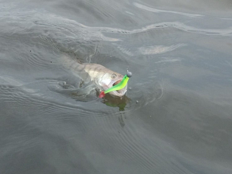 На городской пляж в Курске выбросило вареную рыбу