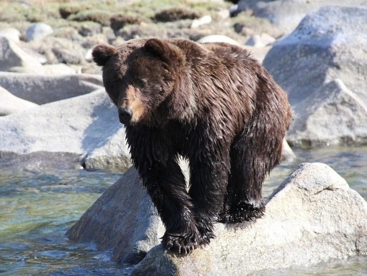 С петардой на медведя: в Бурятии приходится защищаться