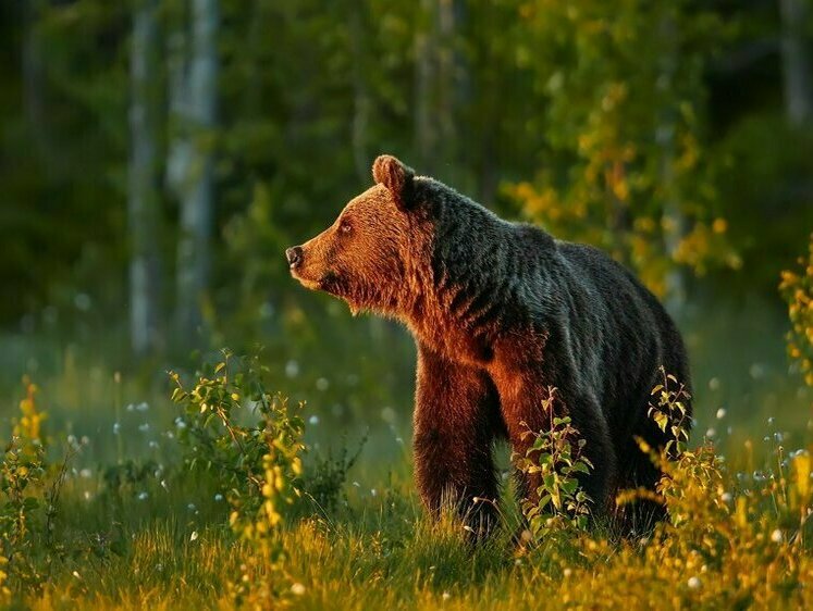 Защищают на свою голову: в Румынии ликвидируют 500 медведей