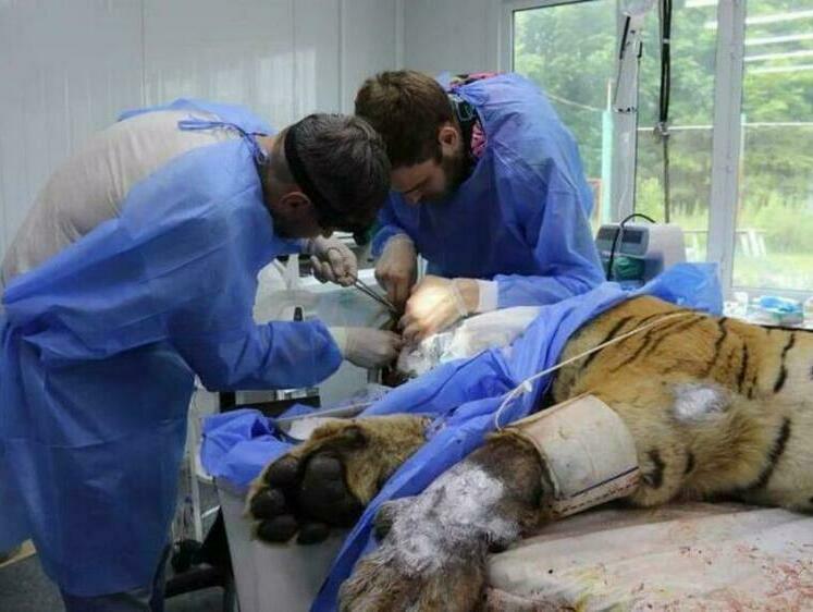 Хирурги пытаются продлить жизнь отловленного в Приморском крае тигра