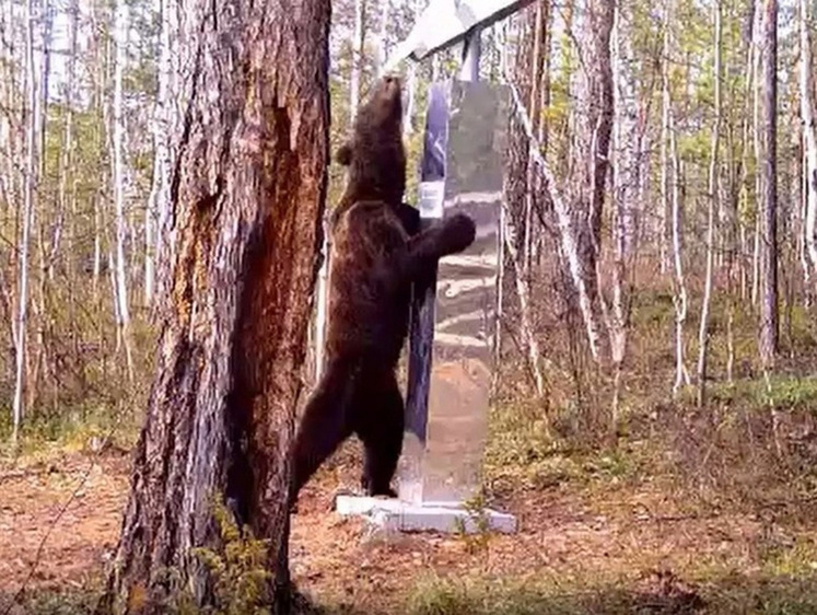 Красноярский медведь подрался с зеркальным отражением на памятнике