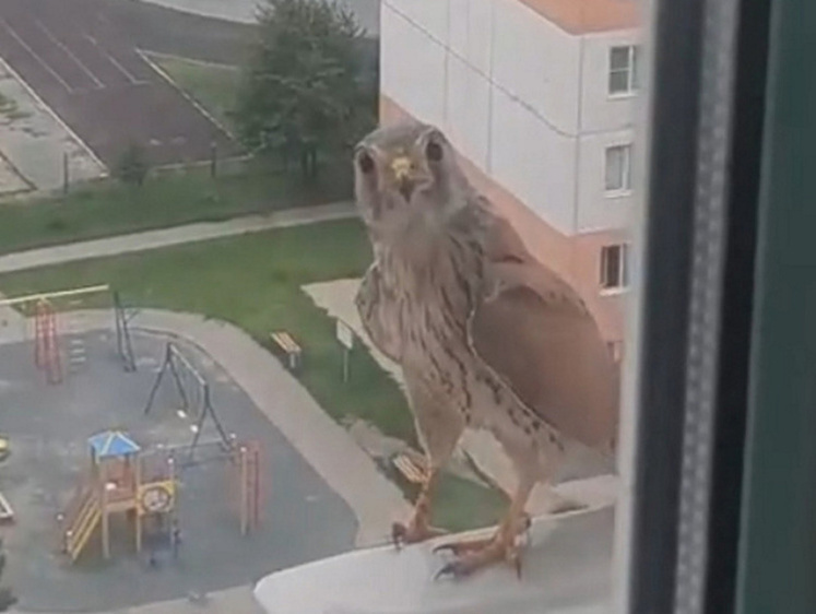 Есть кто дома: жители Барнаула пугаются стуков странных птиц в окна