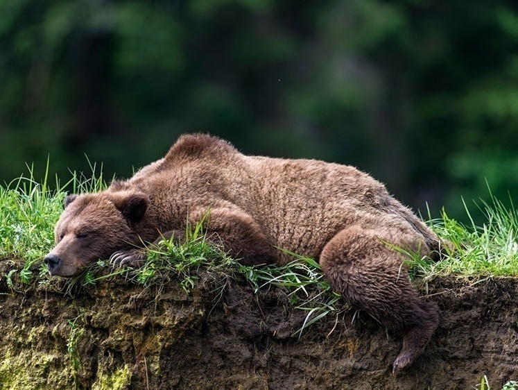 Снова бурый в клетке: Смоленск становится камерой пыток для медведей