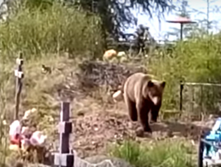 Кузбасский медведь продолжает варварские раскопки на кладбище