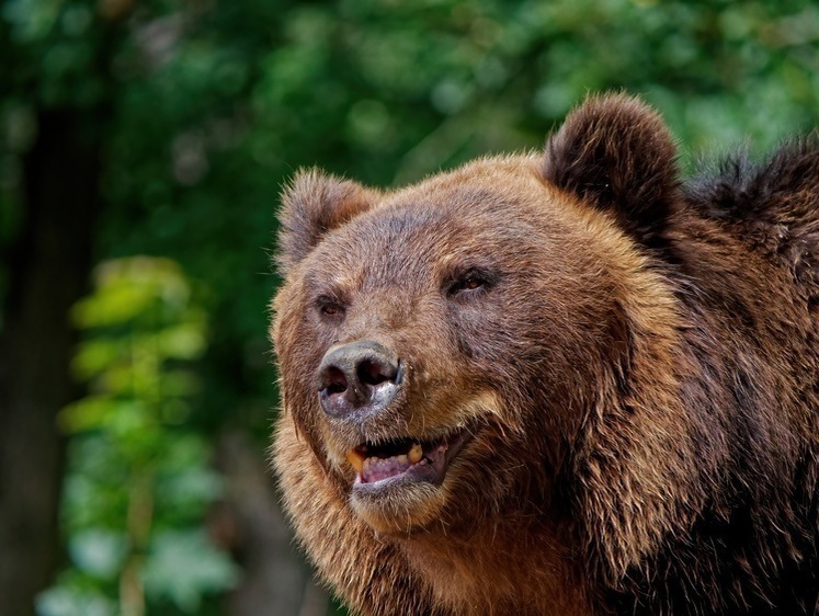 В Югре два месяца гоняются за пришедшим в город бурым медведем