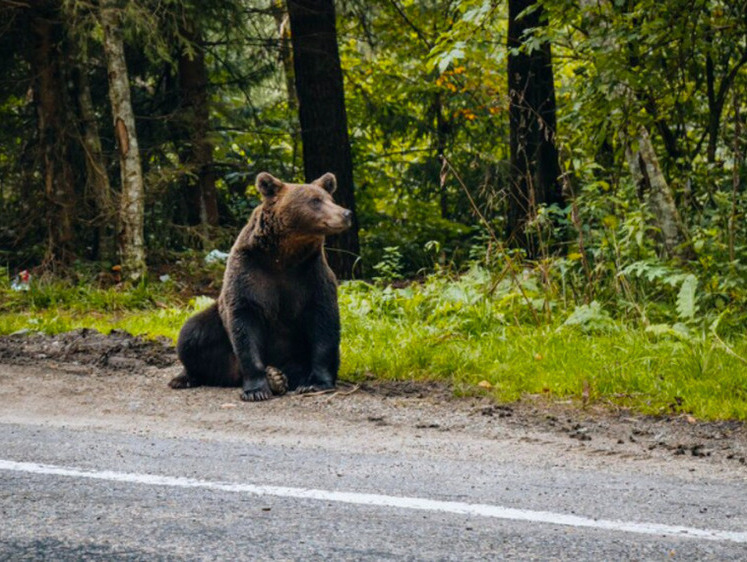Медведь не пережил столкновение с автомобилем на Камчатке