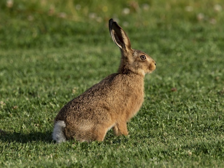 Власти Югры призвали людей не пытаться сблизиться с лесными зайцами