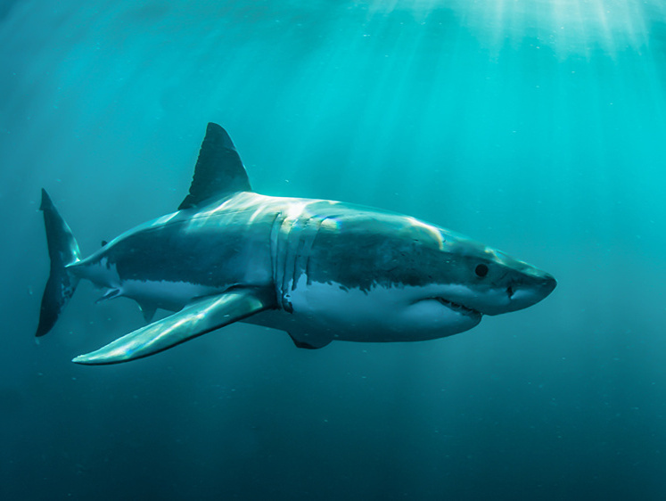 Хотел трески на ужин: на Сахалине рыбак выловил большую акулу (фото)